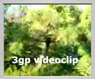 Free 3gp video: Bonsai trees - big hobby of JK - 704KB