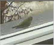 Free 3gp video: The birds feeding on window, 1.2. - 572KB