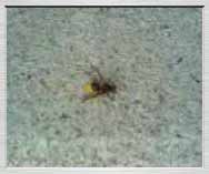 Free 3gp video: The ill hornet on the stairs of cemetery church, Obřany - 9.9.2006 - 217KB