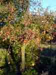Červené olistění stromu na podzim