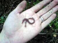 Žížala angleworm rain-worm earthworm na ruce