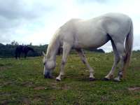 Bělouš, bílý kůň na ranči v Brně Soběšicích