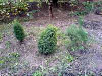 Bonsai: Jalovec, Juniperus (Juniper), Borovice, Pinus (Pine)