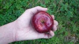 Červené bio jablko Spartan, říjen 2008