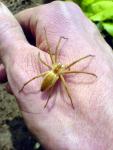 Hnědý chlupatý pavouk na ruce