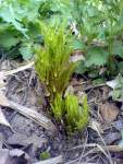 Jarní výhony křenu selského Armoracia rusticana