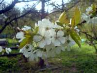 Květ třešně