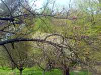 Květy ovocných stromů
