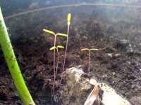 Mladé semenáčky rostlinky