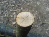 Pěkný detail prasklého průřezu dřeva na brance