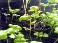 Semenáčky rostlinky bazalky a cizrny