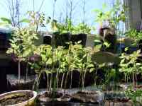 Visuté zahrady semenáčkoviny semenáčky sadba