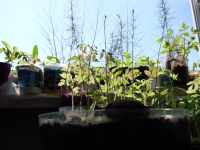 Visuté zahrady semenáčkoviny semenáčky sadba