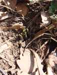 Okousané výhonky křenu selského Armoracia rusticana