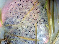 Žabí vajíčka: Lom pískovna Kaolín Rudice, 12.4.2008