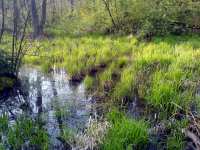 Zelené rákosí na rybníku