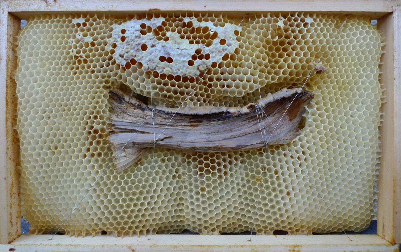 Jan Karpíšek: Ryba, kombinovaná technika, dřevo a včelí dílo z vosku s medem, 24x39 cm, 2011