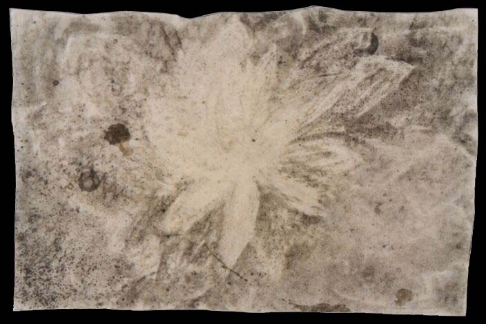 Jan Karpíšek: Květ, uhel na papíře, 23x35 cm, 2000