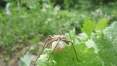 Hnědá chlupatá pani pavouková nese pytlík s vajíčkama, červen 2008
