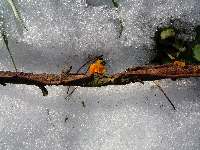 Oranžová dřevokazná houba na klacku, Soběšice, březen 2009