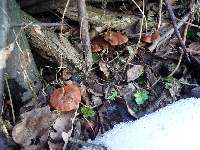 Karamelové houby u kompostu, Soběšice, březen 2009
