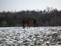 Koně na sněhu, Soběšice, březen 2009