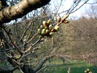Květní pupeny třešně, Soběšice, duben 2009
