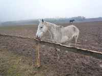 Narozeninový kůň, Soběšice, 15.3.2009