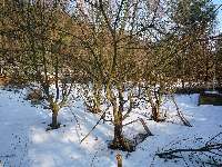 Stromy v zimě, Soběšice, březen 2009