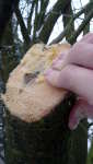 Ekologický balzám na stromy, vlastní směs lněného oleje a včelího vosku, Soběšice, leden 2009