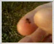 3gp video zdarma: Bránící se mravenec na ruce, 12.3.2007 - 102KB