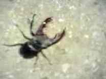 3gp free video: 1,03MB - A stag beetle (Lucanus cervus) in Brno, June 2007