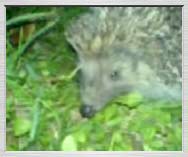 Free 3gp video: Night hedgehogs in Morkůvky - 224KB