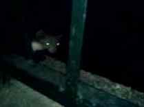 3gp free video: 158KB - I met a pine marten (Martes martes) with two whelps, June 2007