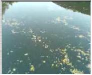 Free 3gp video: River Svratka floating fallen leafs - 842KB