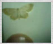 Free 3gp video: The third night moth - 216KB