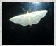 Free 3gp video: The first night moth - 170KB
