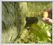 3gp video zdarma: Rajské chvíle, nešikovné roztloukání vlašského ořechu v podzimním slunném sadu - 8.10.2006 - 436KB