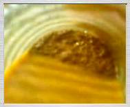 3gp video zdarma: Příprava olejové barvy z přírodního pigmentu z lomu v Rudici, .3.2007 - 485KB