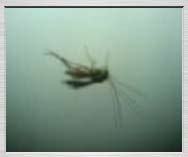 Free 3gp video: The praying insect - 283KB