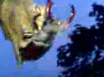 3gp video zdarma: 908KB - Lucanus cervus neboli roháč obecný, June 2007