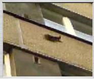 Free 3gp video: A squirell on our house - 292KB