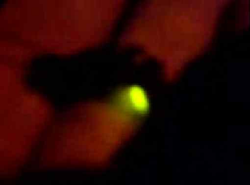 3gp free video: 208KB, Glow-worm firefly bioluminiscent insect in Brno, June 2007