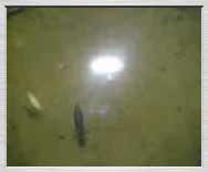 Free 3gp video: Night moving of water insect (daphnia etc.) to the light, Morkůvky, 25.8.2006 - 1,35MB