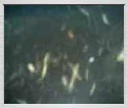3gp video zdarma: Noční pohyb vodní havěti za světlem, Morkůvky - požární nádrž, 25.8.2006 - 1,45MB