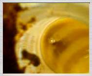 3gp video zdarma: Příprava olejové barvy z přírodního pigmentu z lomu v Rudici, .3.2007 - 0,99MB