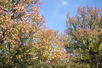 Morkůvky, autumnal paradise