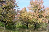 Morkůvky, autumnal paradise