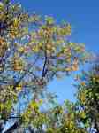 Podzimní žluté olistění ovocného stromu na zahradě Pavla Pražáka
