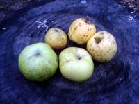 Můj díl úrody bio jablek, jablka organic apples, Listopad 2007